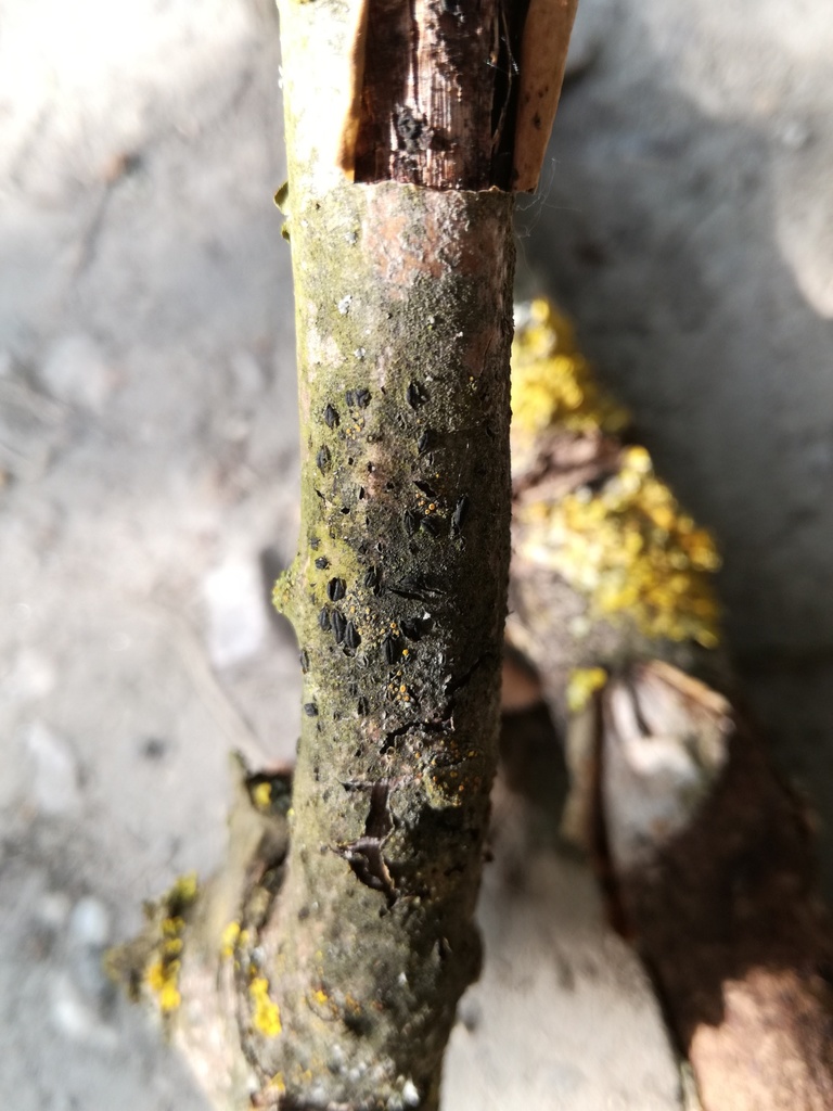 Pleosporomycetidae