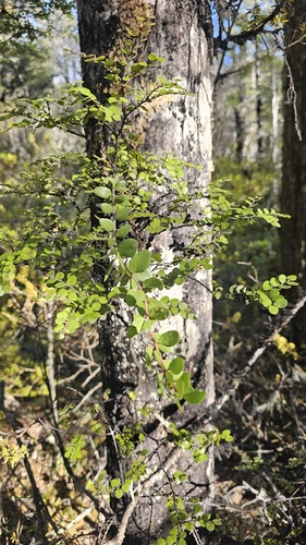 Peraxilla tetrapetala, photograph 4