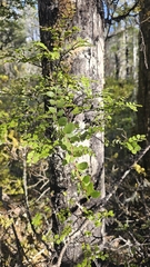 author not stated, no rights reserved Peraxilla tetrapetala, photograph author not stated, no rights reserved