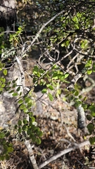 author not stated, no rights reserved Peraxilla tetrapetala, photograph author not stated, no rights reserved