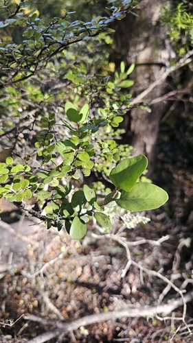 Peraxilla tetrapetala, photograph 6