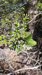 Peraxilla tetrapetala, photograph author not stated, no rights reserved