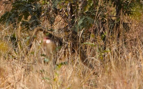 Grayfoot Chacma Baboon