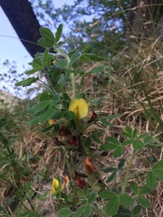 Chamaecytisus hirsutus