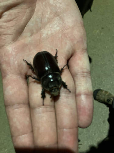 Greek rhinoceros beetle