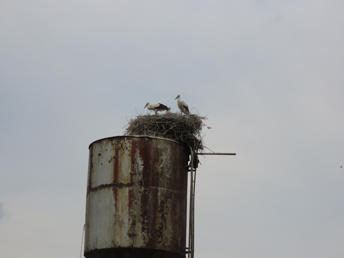 White Stork