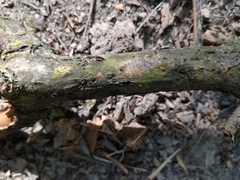 Thyronectria aurigera