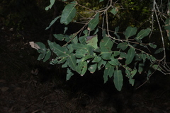 Angophora subvelutina, photograph (c) Greg Tasney, some rights reserved (CC BY-SA)
