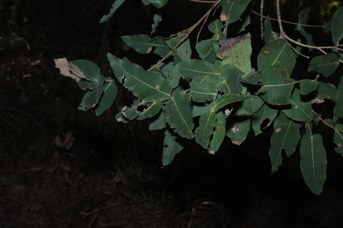 Angophora subvelutina, photograph 4