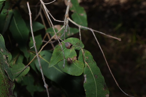 Angophora subvelutina, photograph 5
