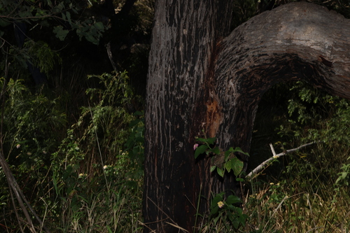 Angophora subvelutina, photograph 6