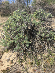 Artemisia spinescens
