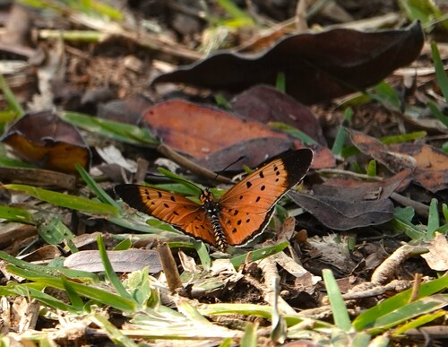 Stephenia caldarena caldarena