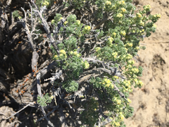 Artemisia spinescens