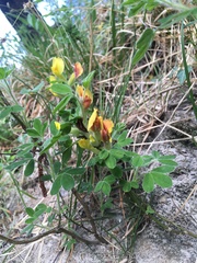 Chamaecytisus hirsutus