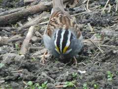 Zonotrichia albicollis