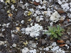 Helianthemum squamatum