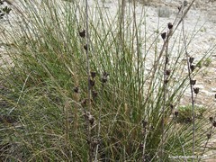Macrochloa tenacissima