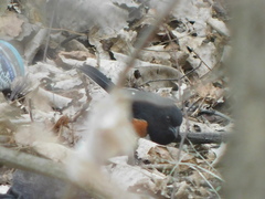 Pipilo erythrophthalmus