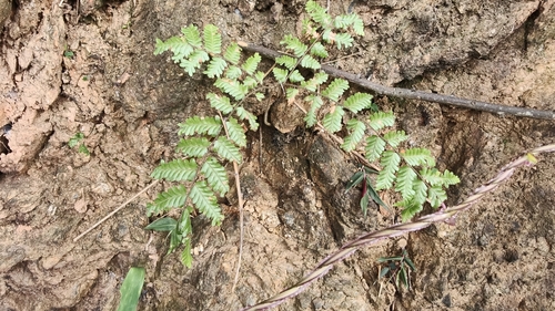 Lygodium polystachyum (Lygodium polystachyum)