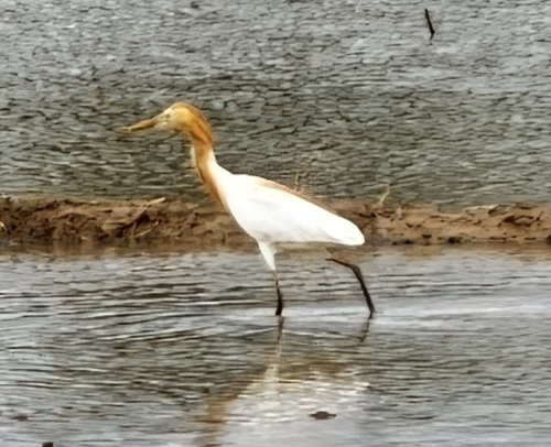 Eastern Cattle-Egret