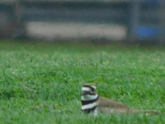 Charadrius vociferus
