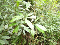 Lithocarpus brevicaudatus