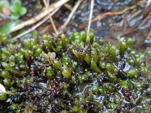 Fissidens osmundioides observed 2026-07-13