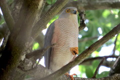 Accipiter tachiro tachiro