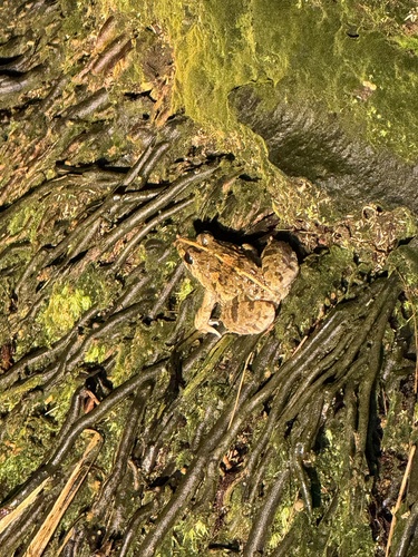 Fejervarya limnocharis