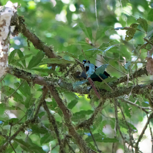 Lophorina superba observed 2026-06-19