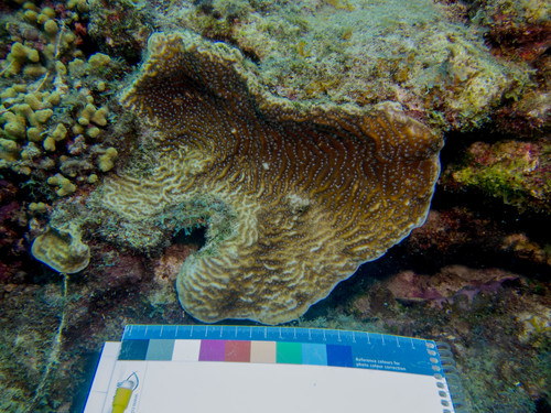 Agaricia lamarcki