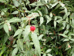 Rubus cardotii