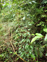 Causonis corniculata