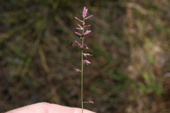Eragrostis brownii, photograph (c) Greg Tasney, some rights reserved (CC BY-SA)