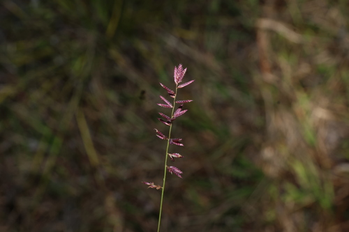 Eragrostis brownii, photograph 2