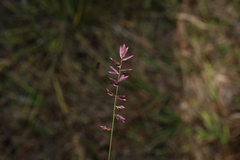 Eragrostis brownii, photograph (c) Greg Tasney, some rights reserved (CC BY-SA)