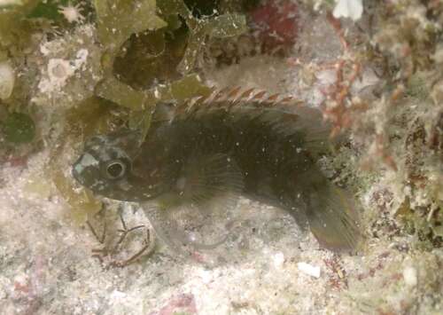 Plesiops observed 2026-07-13