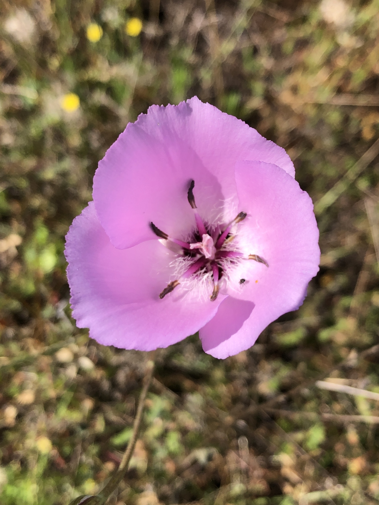 Calochortus splendens