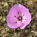 Splendid Mariposa Lily - Photo (c) jrebman, some rights reserved (CC BY-NC), uploaded by jrebman