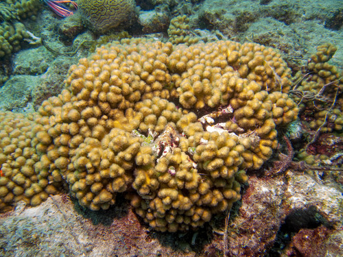 Madracis decactis