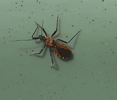 Trachylestes aspericollis