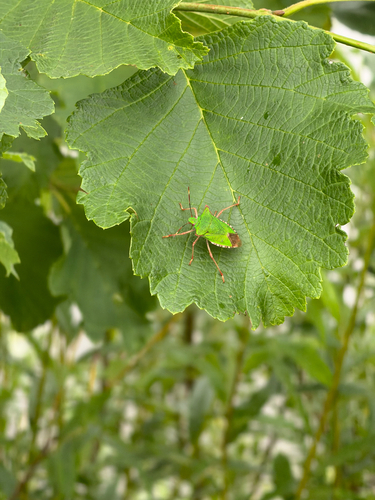 Japanese Stink Bug