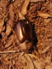 Rhizotrogus aestivus