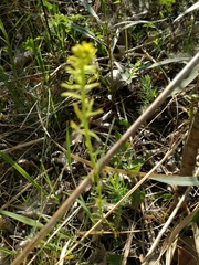 Uromyces pisi-sativi