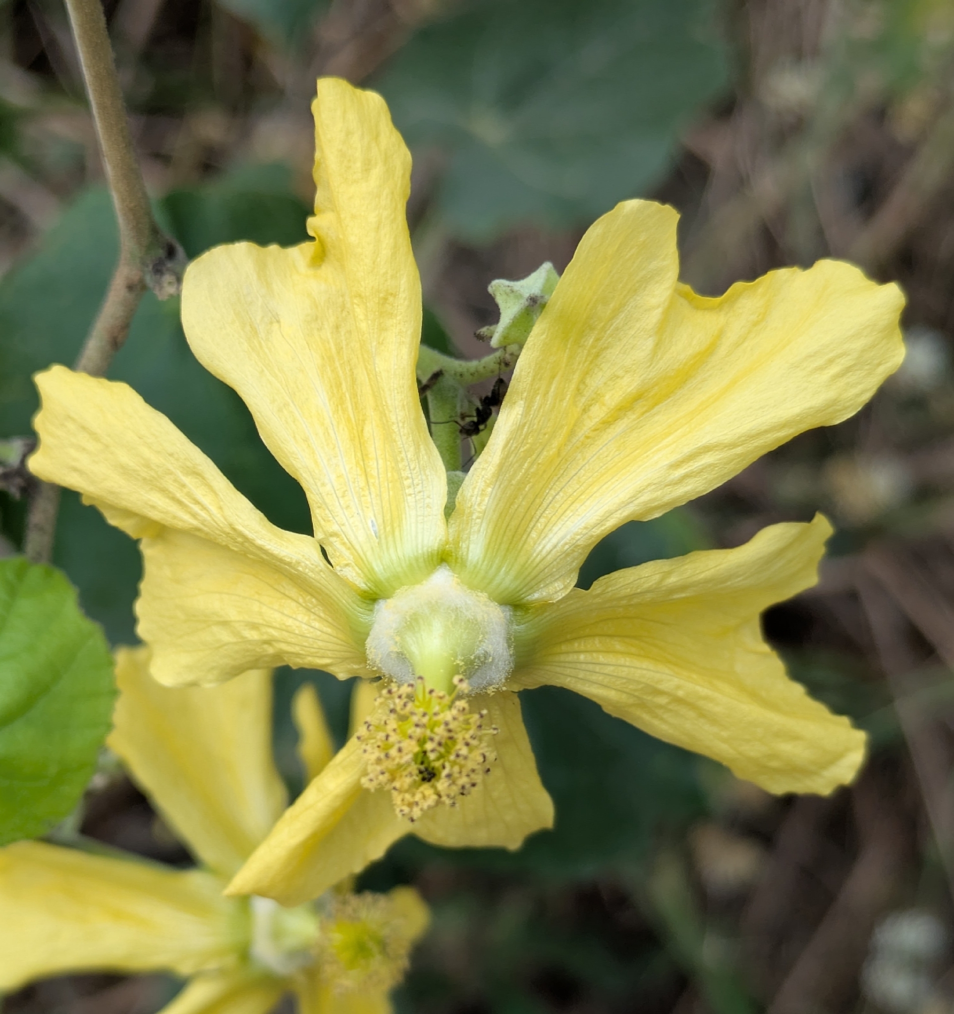 Abutilon pubistamineum Ulbr.