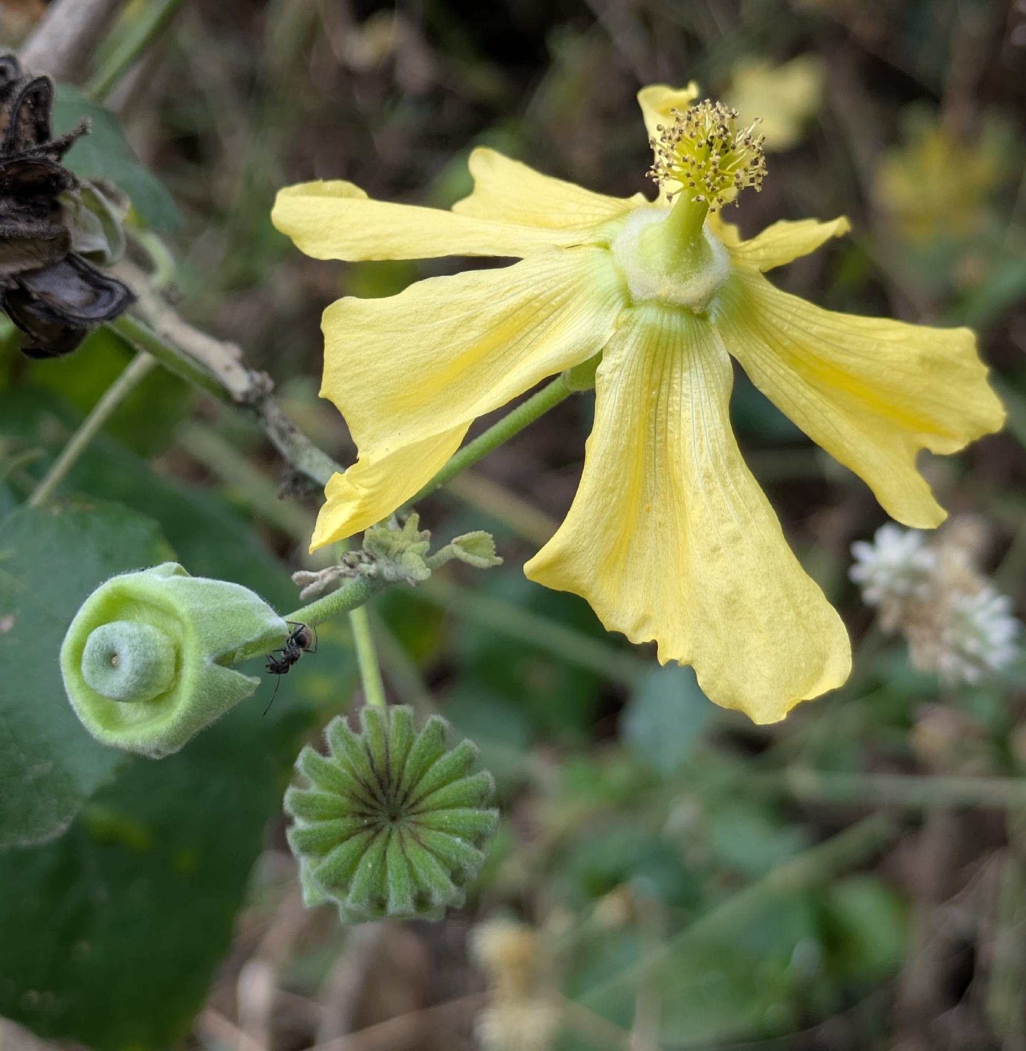 Abutilon pubistamineum Ulbr. 2