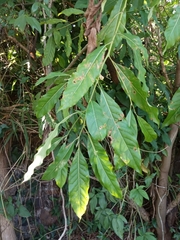 Ocotea puberula
