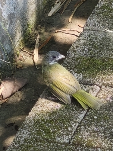 Collared Finchbill