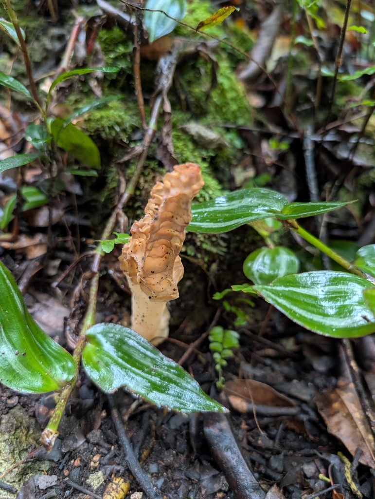 Morchella anteridiformis